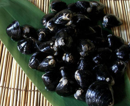 shell